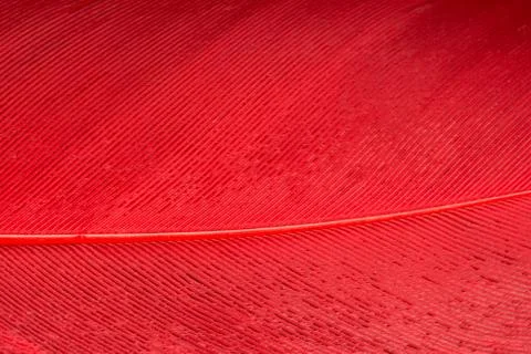 Red feather close up Stock Photos