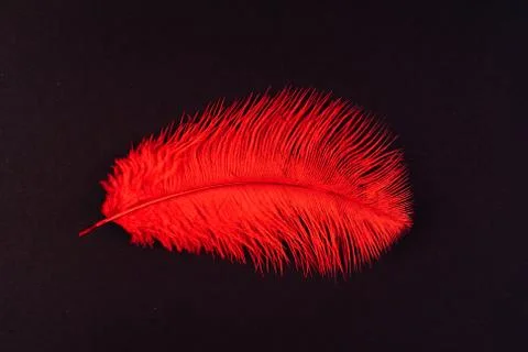 Red feather close up 스톡 사진