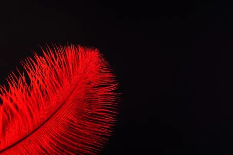 Red feather close up Фото