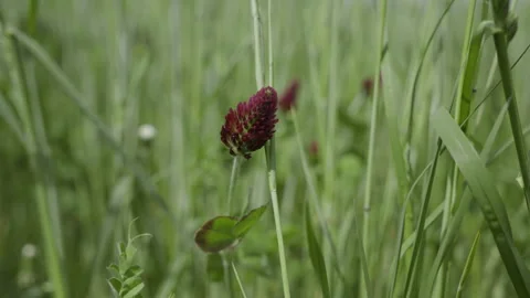 Red Feather Clover Slow Motion 스톡 동영상 266911009