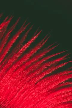 Red feather on dark background copy space for text. Festive invitation greeting Stock Photos