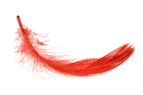 Red feather flying object on a white background Stock Photos
