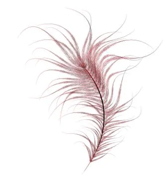 Red Feather Stock Illustration