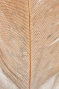 Red feather. macro Stock Photos