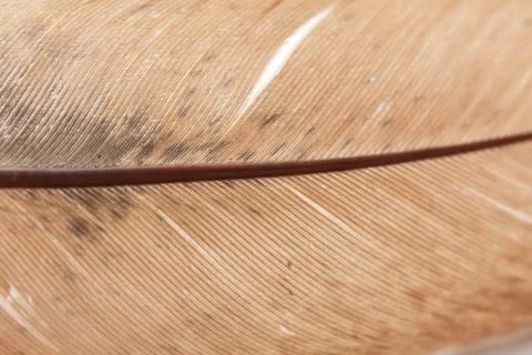 Red feather. macro Foto stock