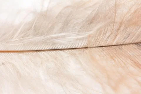 Red feather. macro Stock Photos