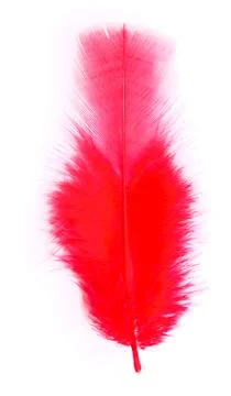 Red feather Stock Photos