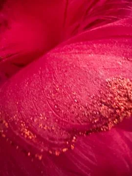 Red Feather Plume Stock Photos
