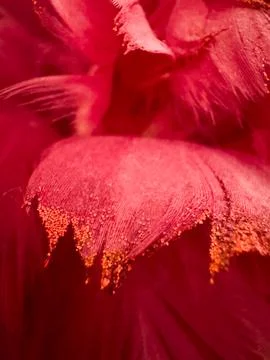 Red Feather Plume Stock Photos