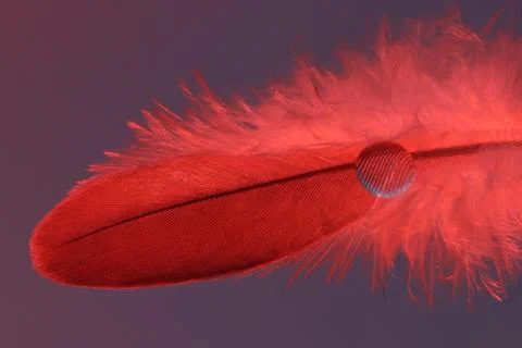 Red feather with single raindrop Stock Photos