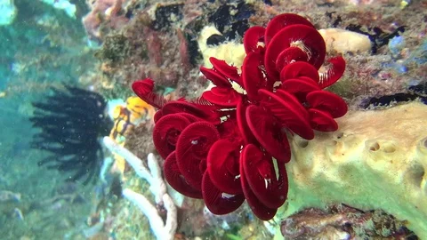 Red feather star in the lembeh strait Video stock 102905304