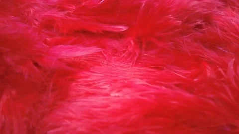 Red Feather Surface in soft motion. Stock Footage 234793520