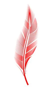 Red feather on white background, isolated. letter, flight Illustrazione stock