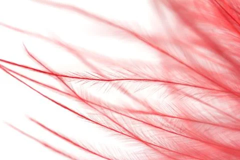 Red feather on a white background. macro Stock Photos
