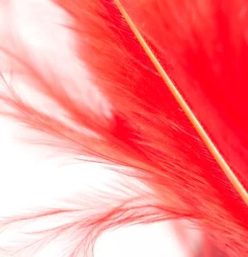 Red feather on a white background. macro Stock Photos