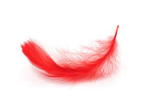 Red feather on white background Stock Photos