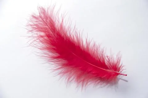 Red feather on a white background. Red feather over white background Stock Photos