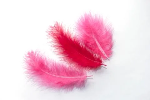 Red feather on a white background. Red feather over white background Stock Photos