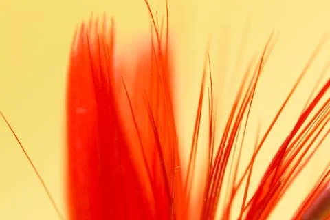 Red feather on a yellow background. close Stock Photos