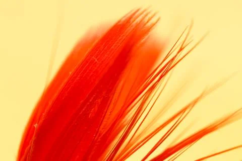 Red feather on a yellow background. close Stock Photos