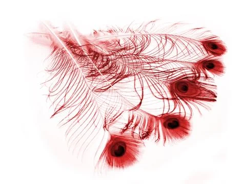 Red feathers of a bird on a white background Foto stock