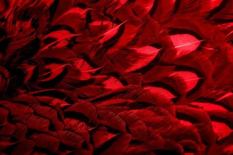 Red feathers with an interesting pattern. background Stock Photos