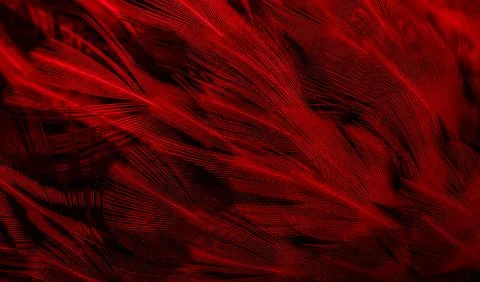 Red feathers with an interesting pattern. background Stock-Fotos