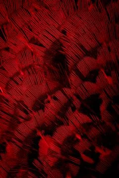 Red feathers with an interesting pattern. background Stock Photos