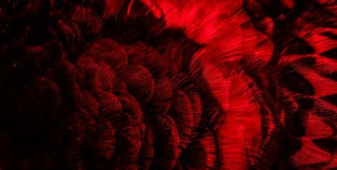 Red feathers with an interesting pattern. background Stock Photos