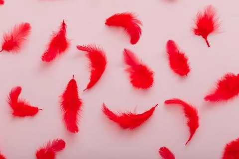 Red feathers pattern on pink colored background. Top view soft bird feather Stock Photos