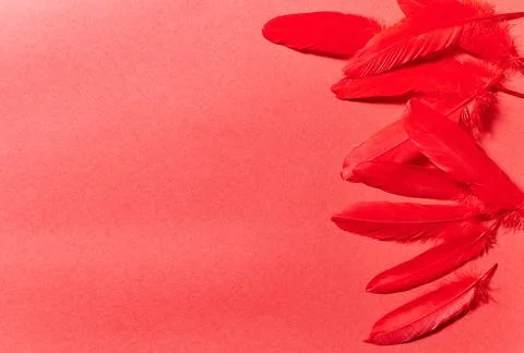 Red feathers on a red paper background. copy space. Stock Photos