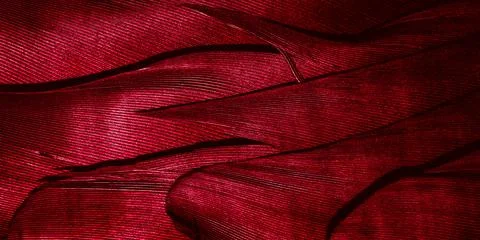 Red feathers with visible texture Stock Photos