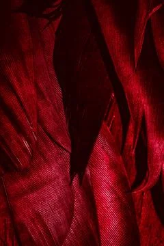 Red feathers with visible texture Stock Photos