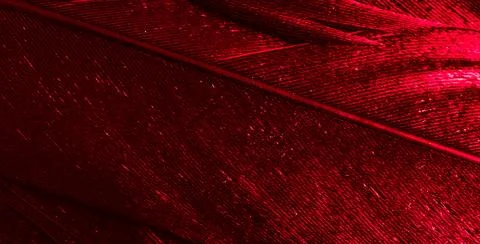Red feathers with visible texture Stock Photos