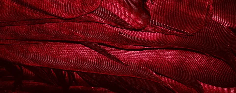 Red feathers with visible texture Stock Photos