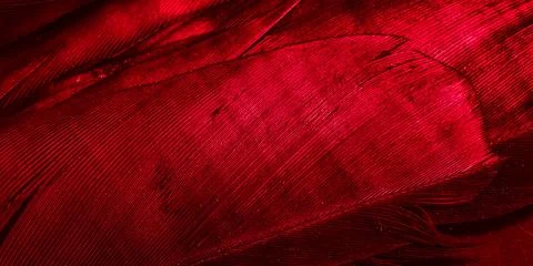 Red feathers with visible texture Stock Photos