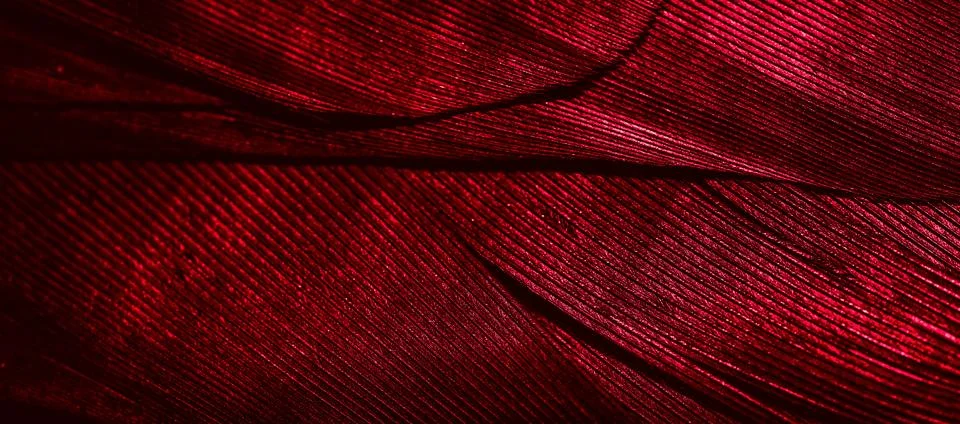 Red feathers with visible texture Stock Photos