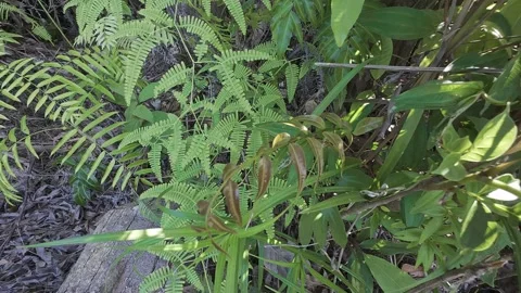 Red fern Stock Footage 312395143