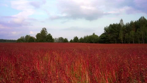 Red fescue Stock Footage 301297592