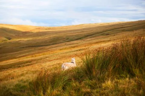 The red field and the sheep  Stock Photos