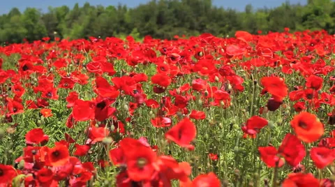 Red field of flowers 02 Stock Footage 960225