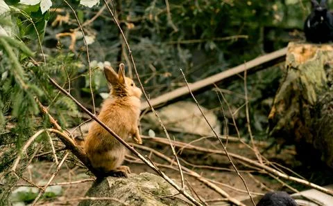 Red field rabbit Oryctolagus cuniculus on a fallen tree at a petting zoo Foto stock