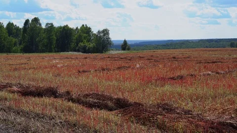 Red field under the blue sky. Harvested buckwheat 스톡 동영상 79623407