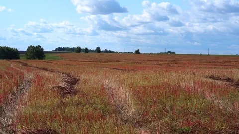 Red field under the blue sky. Harvested buckwheat 库存影片 79623418