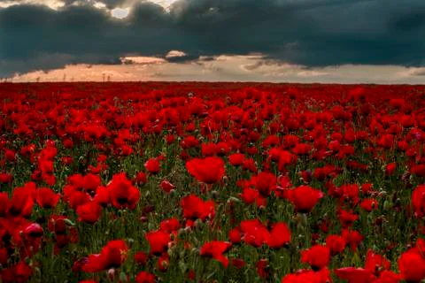 Red fields of poppies Stock Photos