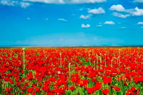 Red fields of poppies Stock Photos