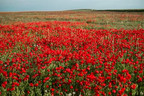 Red fields of poppies Stock Photos