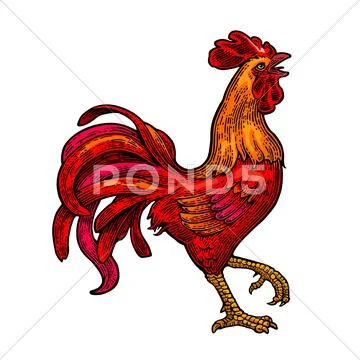 Red fiery rooster. Vintage black vector engraving illustration Stock Illustration