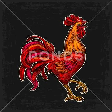 Red fiery rooster. Vintage black vector engraving illustration Stock Illustration