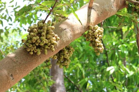 Red fig on the tree. Stock Photos
